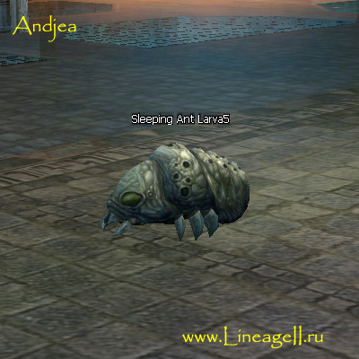 Sleeping Ant Larva5