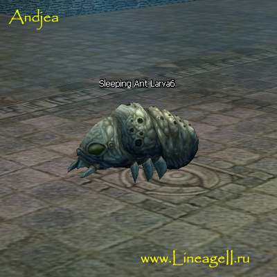 Sleeping Ant Larva6