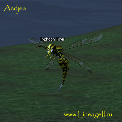 Typhoon Tiger