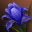Etc flower i05 0
