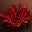 Etc red coral i00 0