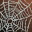 Etc cobweb i00 0