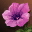 Etc flower i03 0