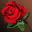 Etc red rose i00 0