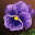 Etc flower i04 0