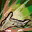 Skill1474 0