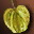 Etc fruit yellow i00 0
