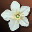Etc flower i00 0