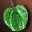 Etc fruit green i00 0